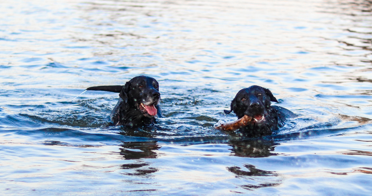 dogs swimming in hot weather