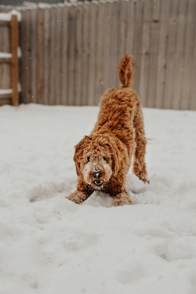 dog playing in snow